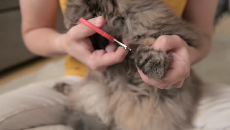 Close-Up-Of-An-Unrecognizable-Cat-Owner-Trimming-Her-Cat's-Claws