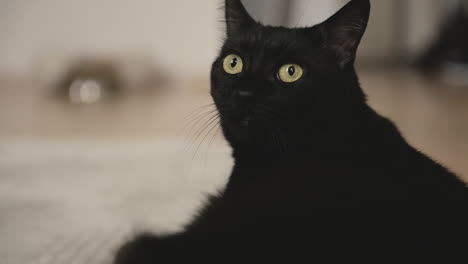 Retrato-De-Un-Lindo-Gato-Negro-Tirado-En-El-Suelo,-Mirando-Alrededor-Y-Lamiéndose-La-Boca