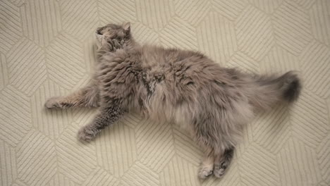 Draufsicht-Einer-Schönen-Grauen-Katze,-Die-Auf-Weißem-Teppich-Liegt,-Sich-Ausruht-Und-Ihre-Pfoten-Leckt