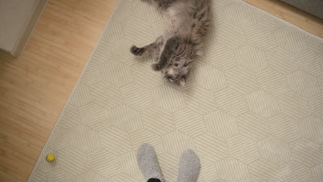Top-View-Of-A-Cute-Grey-Cat-Lying-On-Carpet-Playing-With-Its-Unrecognizable-Owner-At-Home