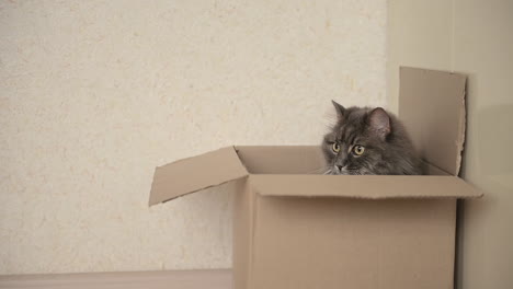 Adorable-Cat-Sitting-Inside-A-Cardboard-Box-At-Home-And-Looking-Around