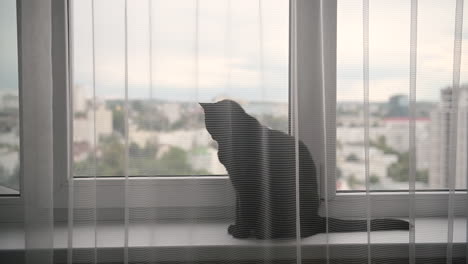 Süße-Schwarze-Katze,-Die-Auf-Einer-Fensterbank-Hinter-Einem-Weißen-Vorhang-Sitzt-Und-Sich-Umschaut