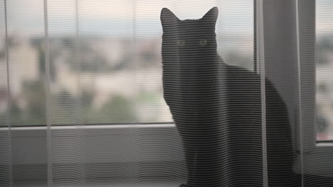 Cute-Black-Cat-Sitting-On-A-Windowsill-Behind-A-White-Curtain-And-Looking-At-Something