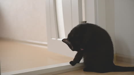 Cute-Black-Cat-Licking-Itself-At-Home-1