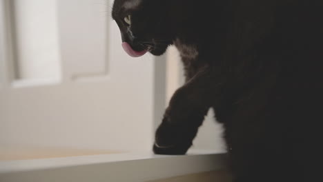 Close-Up-Of-A-Black-Cat-Licking-Itself-At-Home