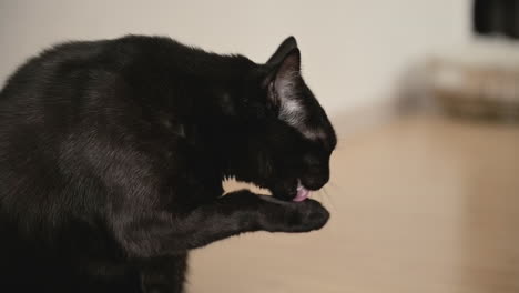 Cute-Black-Cat-Licking-Its-Paw-At-Home