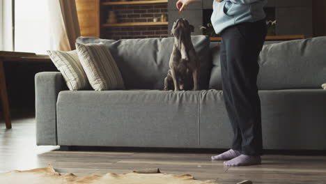 Bulldog-Dog-Plays-Jumping-On-The-Sofa-With-His-Owner-Who-Is-Standing-In-The-Living-Room-At-Home