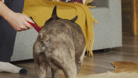 Perro-Bulldog-Con-Un-Frisbee-En-La-Boca-Mientras-Camina-En-La-Sala-De-Estar-En-Casa