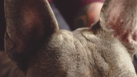 Close-Up-View-Of-A-Bulldog-Dog-Face-1