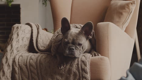 Unteransicht-Eines-Bulldoggenhundes,-Der-In-Einem-Sessel-Sitzt-Und-Mit-Einer-Decke-Bedeckt-Ist