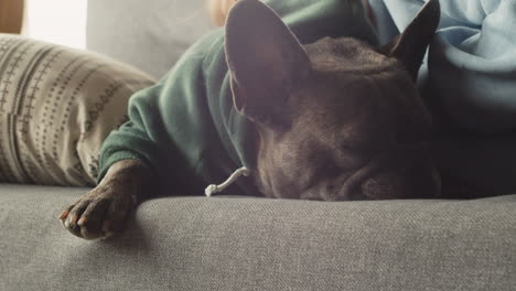 Close-Up-View-Of-Bulldog-With-Sweatshirt-Sleeping-On-The-Sofa-With-His-Owner-In-The-Living-Room