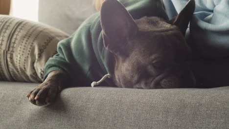 Close-Up-View-Of-Bulldog-With-Sweatshirt-Sleeping-On-The-Sofa-In-The-Living-Room