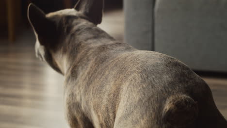 Rear-View-Of-Bulldog-Dog-Walking-In-Living-Room-At-Home-While-Approaching-His-Owner