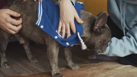 Couple-Sitting-On-The-Floor-Dresses-Her-Dog-In-A-Blue-Sweatshirt-In-The-Living-Room