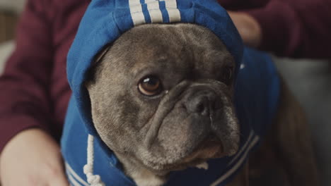 Close-Up-View-Of-A-Dog-With-A-Blue-Sweatshirt-And-Hood