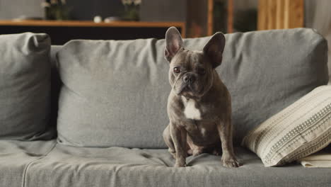 Bulldog-Dog-Sitting-On-Sofa-In-Living-Room