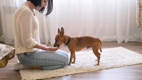 Brunette-Woman-Kneeling-On-The-Carpet-On-The-Living-Room-Floor-Feeds-Her-Dog-With-Her-Hand
