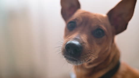 Close-Up-View-Of-A-Brown-Dog's-Face-Looking-At-Camera