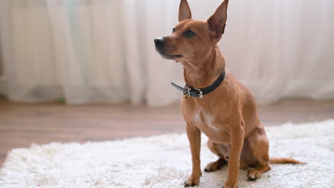 Brauner-Hund-Sitzt-Zu-Hause-Auf-Dem-Teppich-Im-Wohnzimmer-Und-Wartet-Auf-Anweisungen-Seines-Besitzers