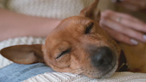 Close-Up-View-Of-A-Sleeping-Brown-Dog-On-Its-Owner's-Lap