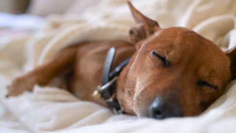 Close-Up-View-Of-A-Sleeping-Brown-Dog-On-A-Blanket