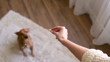 Top-View-Of-A-Woman's-Hand-Giving-A-Treat-To-Her-Dog