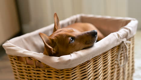 Kleiner-Brauner-Hund-Sitzt-Und-Entspannt-In-Einem-Weidenkorb