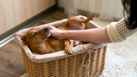 Small-Brown-Dog-Lying-And-Relaxed-In-A-Wicker-Basket