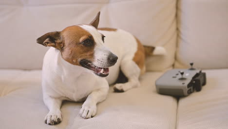Die-Kamera-Fokussiert-Einen-Entspannten-Hund,-Der-Neben-Einer-Fernbedienung-Auf-Dem-Sofa-Liegt