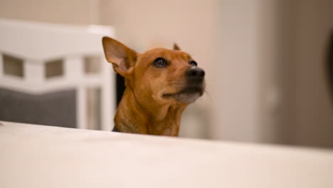 Camera-Focuses-On-A-Brown-Dog-With-Pointed-Ears-Looking-Around-In-The-Living-Room-At-Home