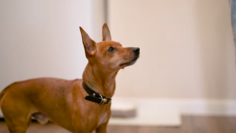 Camera-Focuses-On-A-Brown-Dog-With-Pointed-Ears-Looking-Around-In-The-Living-Room-At-Home-1
