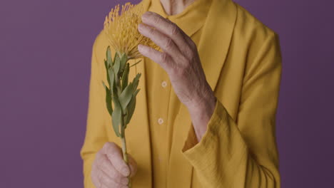 Nahaufnahme-Einer-Reifen,-Nicht-Erkennbaren-Frau-Mit-Senffarbenem-Hemd-Und-Jacke,-Die-Mit-Einer-Blume-Auf-Violettem-Hintergrund-Posiert