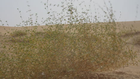Close-Up-Of-Desert-Shrubs-Blowing-In-The-Wind