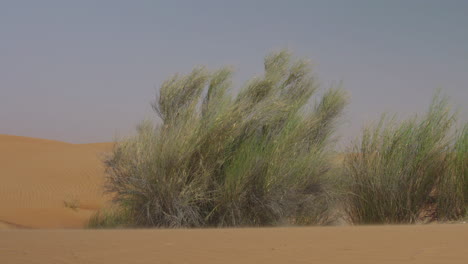 Desert-Shrubs-Blowing-In-The-Wind-1