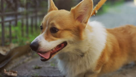 Close-Up-View-Of-Cute-Corgi-Dog-With-Leash-While-Walking-On-The-Street-In-Summer