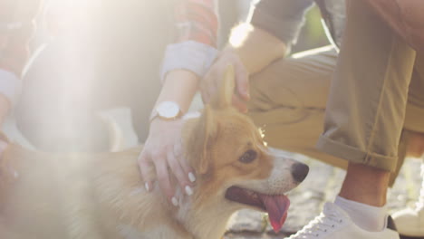 Close-Up-View-Of-Male-And-Female-Hands-Petting-Their-Corgi-Dog-On-The-Street-On-A-Sunny-Day