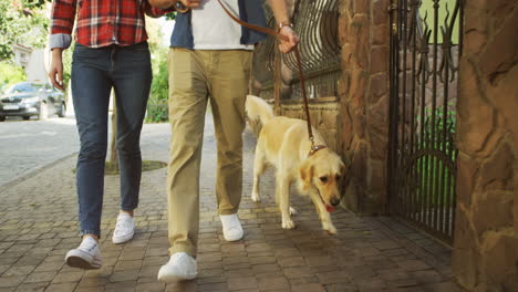 Close-Up-View-Of-Young-Boyfriend-And-Girlfriend-Walking-The-Labrador-Dog-On-The-Leash-On-The-Street-On-A-Sunny-Day
