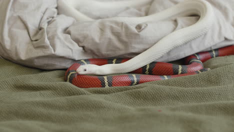 Close-Up-Of-Two-Pet-Snakes-Slithering-On-The-Bed-At-Home
