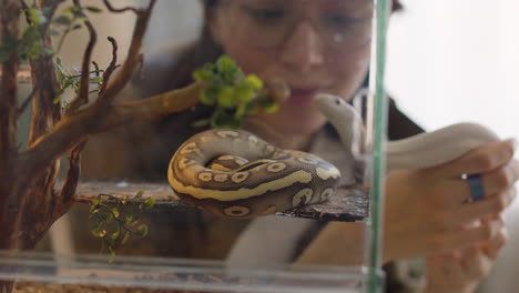 Close-Up-Of-A-Pet-Snake-Resting-In-A-Terrarium-While-A-Woman-Watching-It-And-Holding-Another-Snake-At-Home