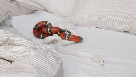 Close-Up-Of-Two-Pet-Snakes-Slithering-On-The-Bed-At-Home-1