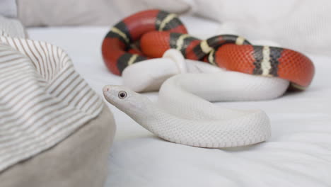 Close-Up-Of-Two-Pet-Snakes-Slithering-On-The-Bed-At-Home-2