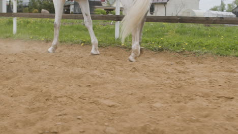 Close-Up-Of-White-Horse-Walking
