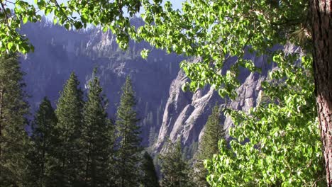 Pinos-Y-Montañas-Majestuosas-En-El-Parque-Nacional-De-Yosemite-(bucle)