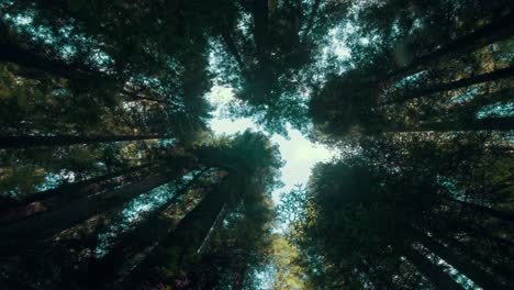 Time-Lapse-Clouds-Travel-Over-Giant-Red-Wood-Trees-In-A-Humboldt-Forest