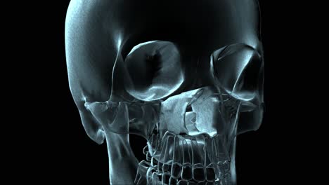3D-Medical-Animation-Of-A-Skull-Rotating