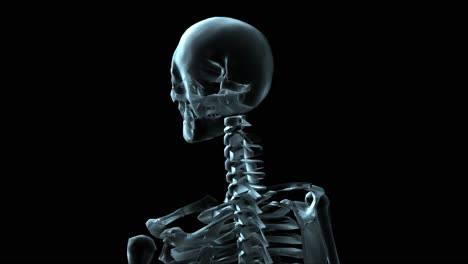 3D-Medical-Animation-Of-A-Human-Skeleton-Rotating-(Loop)