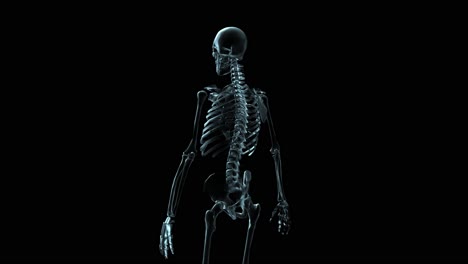 3D-Medical-Animation-Of-A-Human-Skeleton-Rotating-(Loop)-1