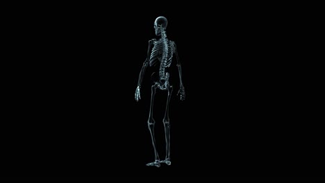 3D-Medical-Animation-Of-A-Human-Skeleton-Rotating-(Loop)-3