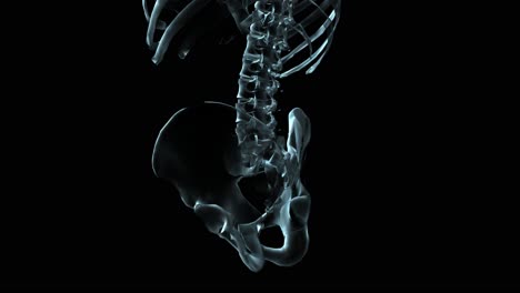 3D-Medical-Animation-Of-A-Human-Skeleton-Rotating-Showing-Lumbar-And-Pelvis-(Loop)