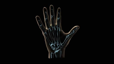 3D-Medical-Animation-Of-A-Human-Hand-And-Bones